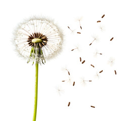 Delicate Dandelion Seeds in the Wind Capturing the Fragile Beauty of Nature and Growth