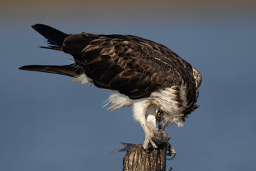 Bird of prey, Osprey (Pandion haliaetus) eat caught fish, in the Sardinian marshes. Italy.