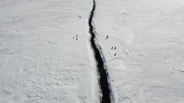 Penguins population in spring Antarctica. Hundreds of penguins running on a glacier along the river. Aerial view. Ecology. Save the world green.