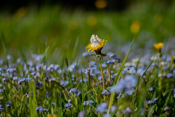 Flower fairies in forget-me-nots