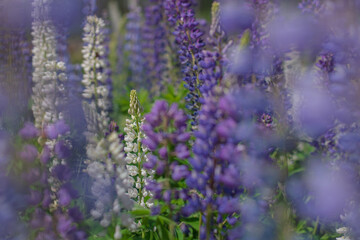 Field of lupins
