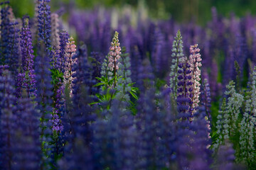 Field of lupins