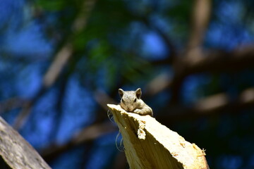 Squirrels are members of the family Sciuridae, a family that includes small or medium-sized rodents. The squirrel family includes tree squirrels, ground squirrels, and flying squirrels. 