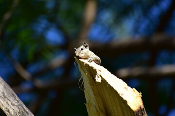 Squirrels are members of the family Sciuridae, a family that includes small or medium-sized rodents. The squirrel family includes tree squirrels, ground squirrels, and flying squirrels. 
