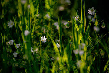 Spring colours in pristine forest