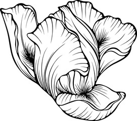 Blooming iris flower head. Garden summer plant. Anemone flower. Vector illustration in hand drawn sketch doodle style. Line art graphic wildflower isolated on white. Design for coloring book, print