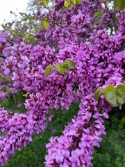 Obraz premium cercis siliquastrum