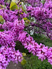 Obraz premium cercis siliquastrum