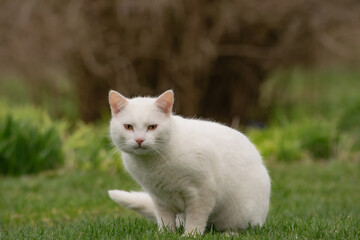 white cat on the grass