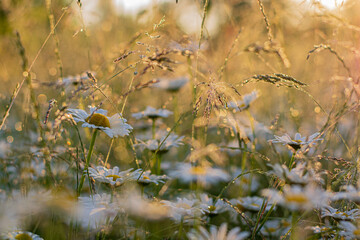 Solstice morning sunrise