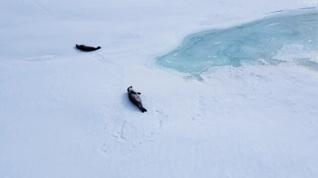 Sea lions or seals lying on ice. Arial shot. Top view of the Arctic wilde life. Saving Earth of global warming and ice melting.