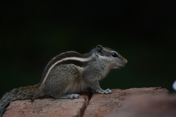 Squirrels are members of the family Sciuridae, a family that includes small or medium-sized rodents. The squirrel family includes tree squirrels, ground squirrels, and flying squirrels. 