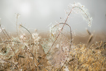 Morning lights in the field
