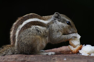 Squirrels are members of the family Sciuridae, a family that includes small or medium-sized rodents. The squirrel family includes tree squirrels, ground squirrels, and flying squirrels. 