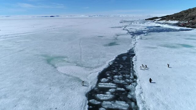 Family of penguins run on a glacier along a river. A population of penguins in spring in Antarctica. Ice in ocean is melting. Aerial shot. Top view.