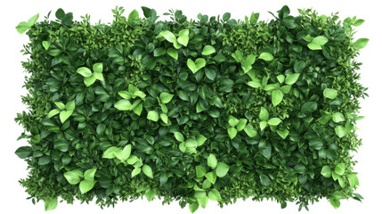 Obraz premium Green plant wall panel transparent background