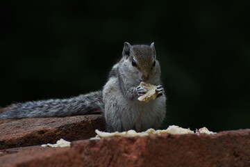 Squirrels are members of the family Sciuridae, a family that includes small or medium-sized rodents. The squirrel family includes tree squirrels, ground squirrels, and flying squirrels. 