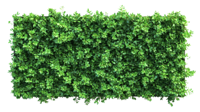Green plant wall panel transparent background