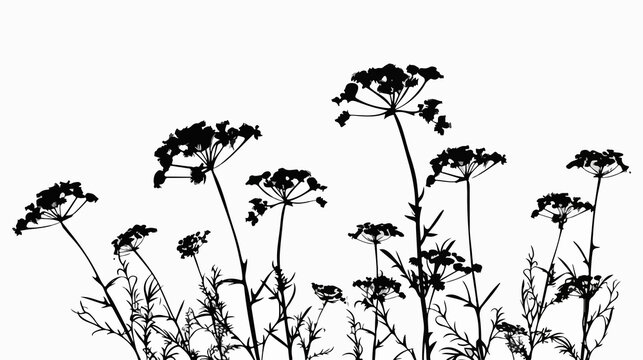 Yarrow Silhouette Vector Illustration on Black Background