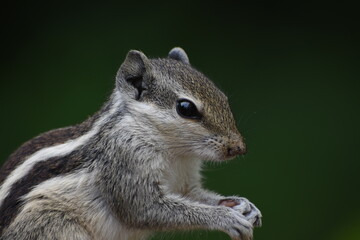 Squirrels are members of the family Sciuridae, a family that includes small or medium-sized rodents. The squirrel family includes tree squirrels, ground squirrels, and flying squirrels. 