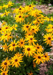 Rudbeckia flower in close-up on the background of greenery in the garden in summer