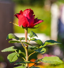 Red rose flower on a stem with leaves close-up on a background of greenery in a summer garden