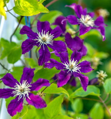 Purple Clematis flowers in close-up against a background of greenery in a summer garden
