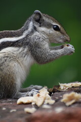 Squirrels are members of the family Sciuridae, a family that includes small or medium-sized rodents. The squirrel family includes tree squirrels, ground squirrels, and flying squirrels. 