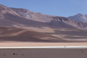 Entorno del desierto de Atacama y lagunas Altiplánicas