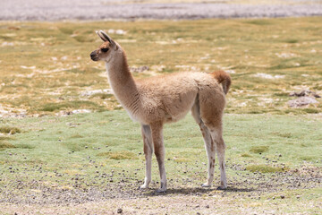 Animales en libertad, llamas en lagunas altiplanicas