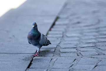 New York Pigeon  © Angela Gonzalez 