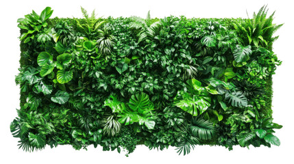 Obraz premium Green plant wall panel transparent background