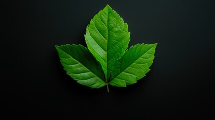 A close-up view of vibrant green leaves against a dark background highlights their texture and structure, suitable for nature-themed designs, environmental projects, or wellness content,