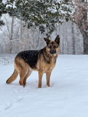 German Shepherd Dog In The Snow