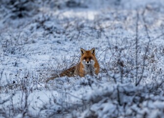Zorro Rojo, Red Fox