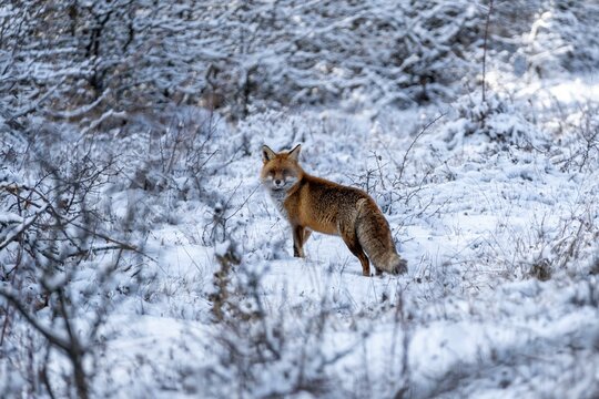 Zorro Rojo, Red Fox