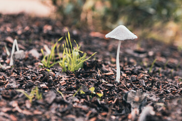 White mushroom close up in the forest