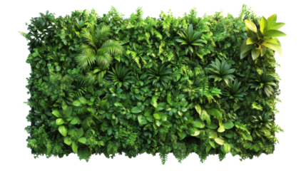 Green plant wall panel transparent background