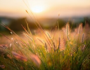 Naklejka premium Generated image Soft focus of grass flowers with sunset light, peaceful and relax natural beauty, spring