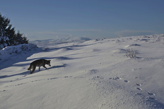 Norther Inuit (Direwolf) in a Snowy Winter Wonderland Over Elslack Moor and Pendle Hill, from Near Lothersdale, The Yorkshire Dales, North Yorkshire, England, UK