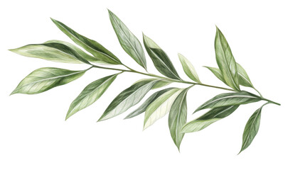 Fototapeta premium Green leaves transparent background