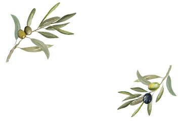 Frame Olive branch with green and black olive berries watercolor illustration.Watercolor frame of olive branches. Hand drawn botanical illustration for design.