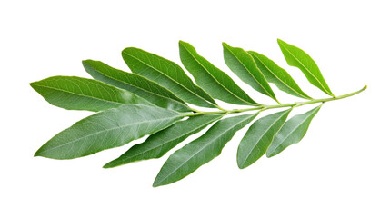 Green leaves transparent background