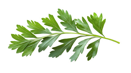Green leaves transparent background