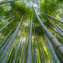 Looking up through a dense bamboo forest, sunlight filtering through the leaves.