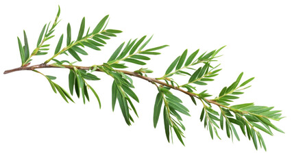 Fototapeta premium Green leaves transparent background