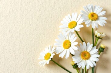 Obraz premium A branch of large daisies on a beige background with a place for an inscription.