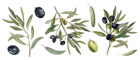 Watercolor illustration of olive branch with olives, with ripe and green olives.