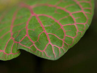 Hoja de una planta exotica