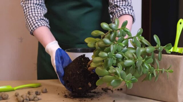 Woman transplants a houseplant into a large flower pot. Gardener pulls out a houseplant from an old pot for transplanting. Houseplant care, annual flower transplant.